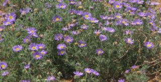 Tahoka Daisy